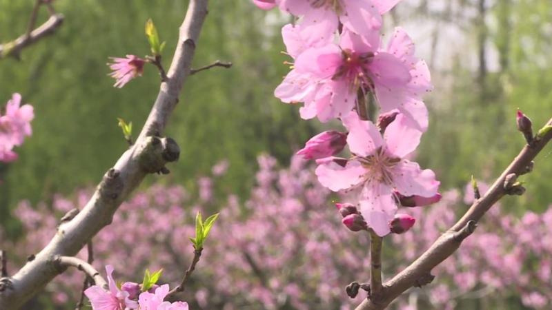  【深度解析】奉贤吴房村700亩桃林盛花期：一份基于实地的桃文化节技术观察报告 文化旅游 【深度解析】奉贤吴房村700亩桃林盛花期：一份基于实地的桃文化节技术观察报告 文化旅游