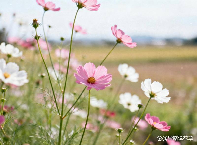 《波斯菊高原扎根史:植物学视野下的清末驻藏改革实录》 文化旅游