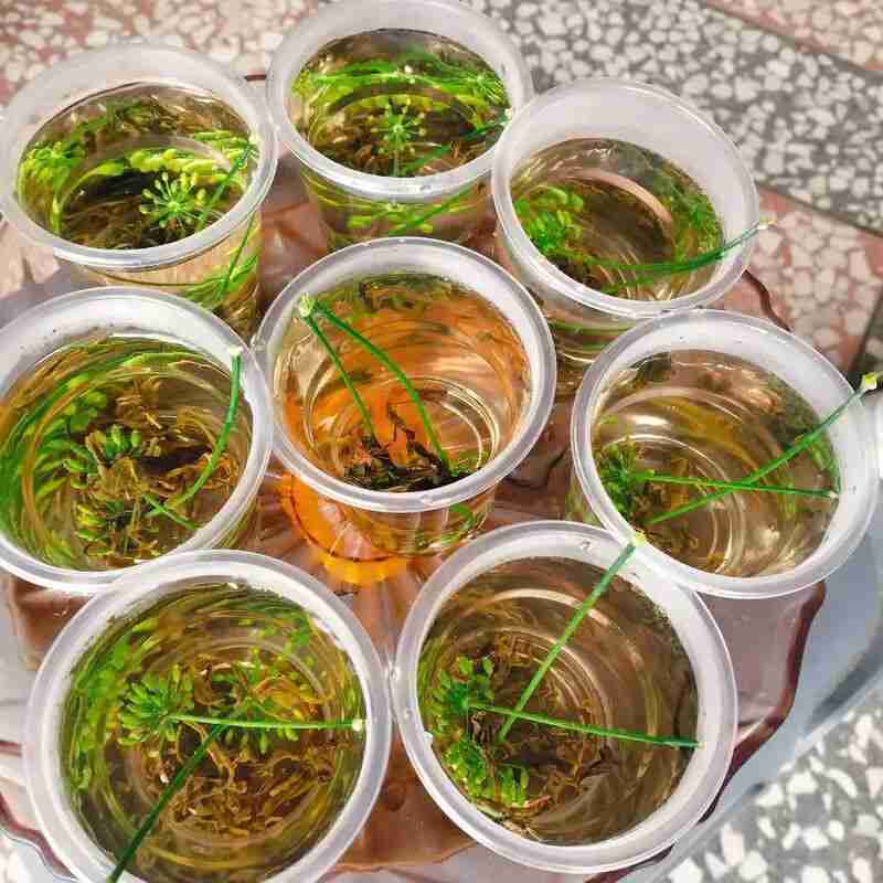  从味觉基因到文旅价值：浏阳北乡茴香茶的系统性解构 文化旅游 从味觉基因到文旅价值：浏阳北乡茴香茶的系统性解构 文化旅游