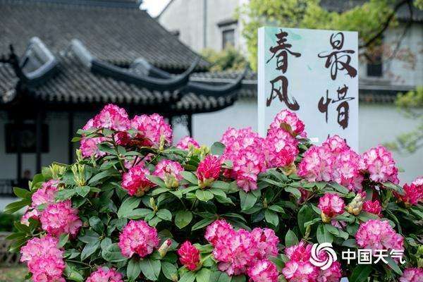  杜鹃花花期预测的技术逻辑：海拔梯度与物候演变的深层机制 文化旅游 杜鹃花花期预测的技术逻辑：海拔梯度与物候演变的深层机制 文化旅游