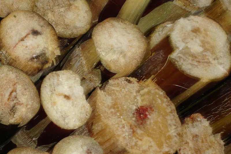  深度解析：清明蔗毒素机制与科学选购指南 健康养生