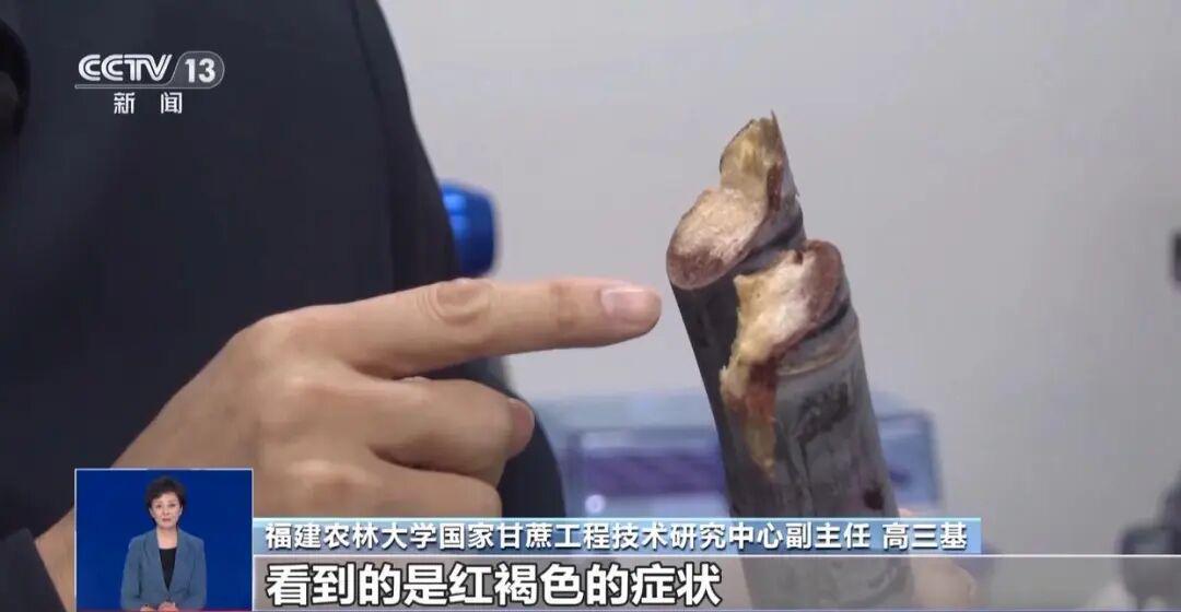  深度解析：清明蔗毒素机制与科学选购指南 健康养生