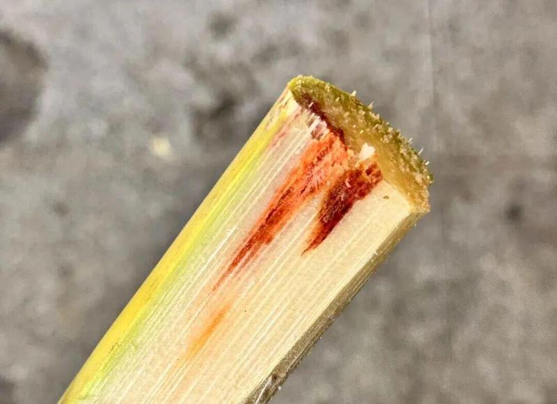  深度解析：清明蔗毒素机制与科学选购指南 健康养生